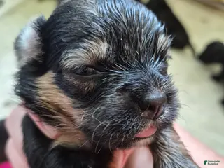 Mixed Breed dogs Mixed Breed 7 - Ad 34