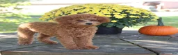 Toy Poodle dogs for sale: Oakley - Ad 4