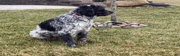 Portuguese Water Dog dogs for sale: Mason - Ad 6