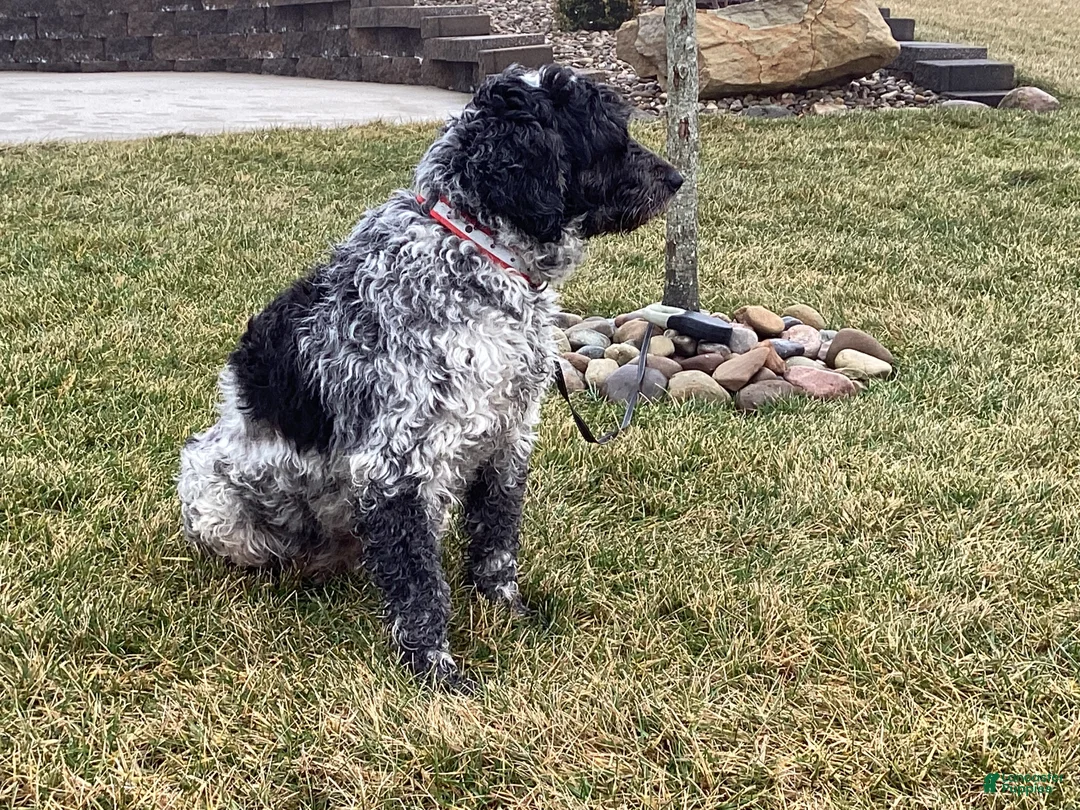 Portuguese Water Dog dogs for sale: Mason - Ad 6