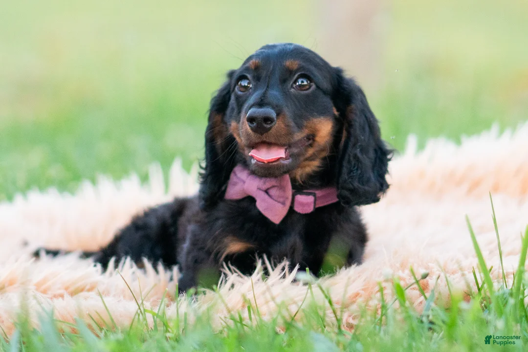 Miniature Dachshund dogs for sale: bentley - Ad 1