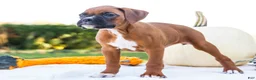 Boxer dogs for sale: Peggy Boxer - Ad 6