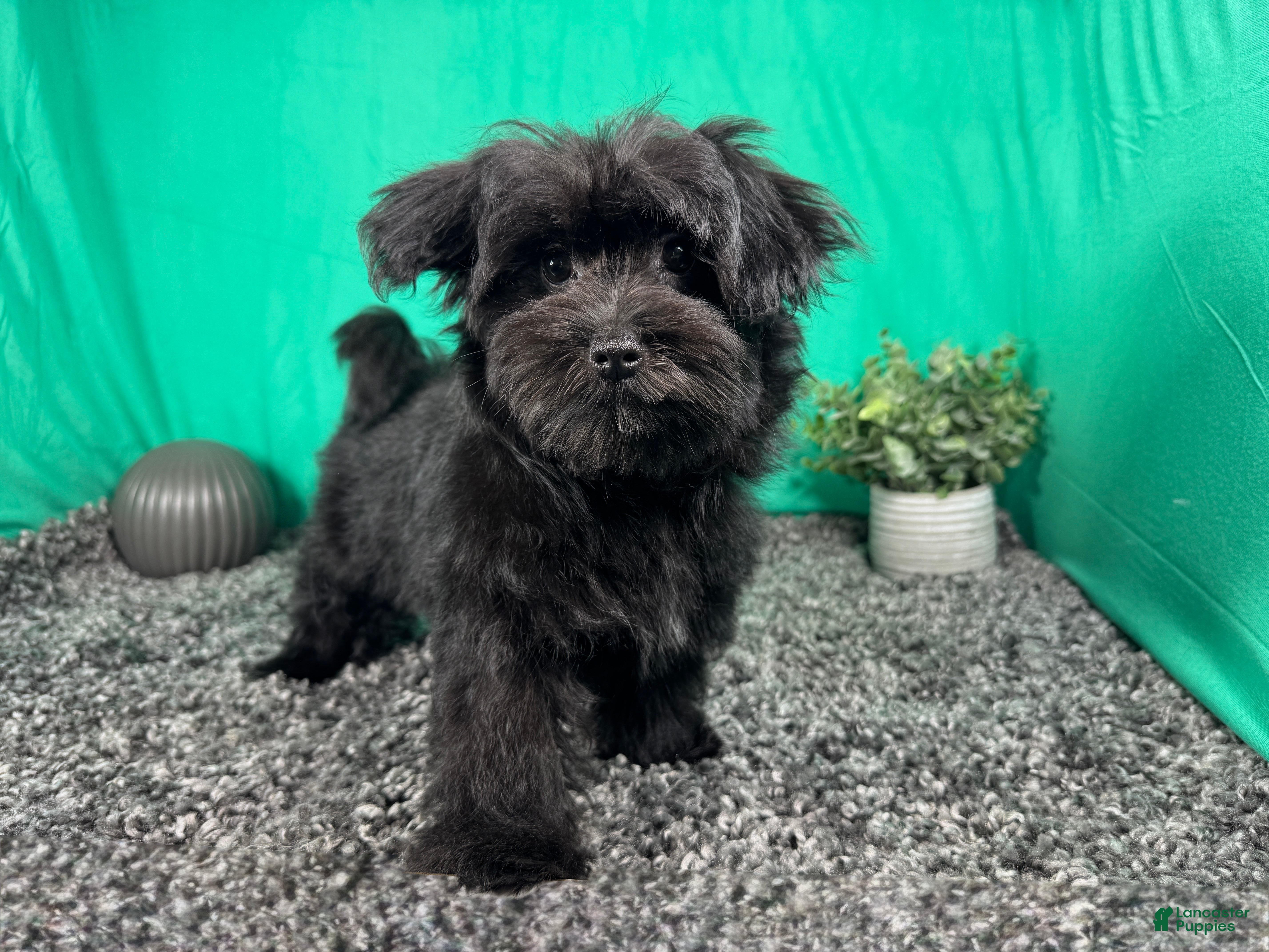 Morkie dogs Morkie 1 - Ad 15