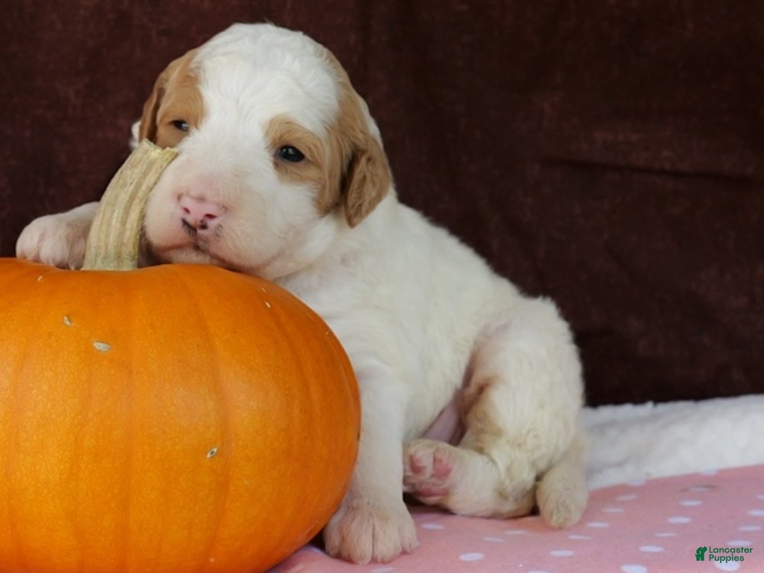 Bernedoodle dogs for sale: Cutie Pie - Ad 4