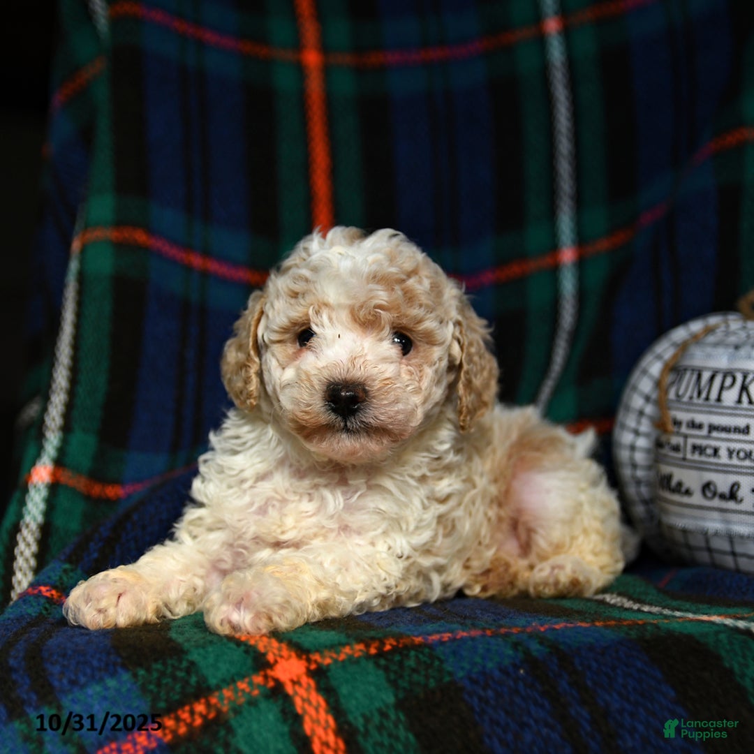 Toy Poodle dogs for sale: Ace - Ad 2