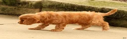 Cavapoo dogs for sale: Jody - Ad 8