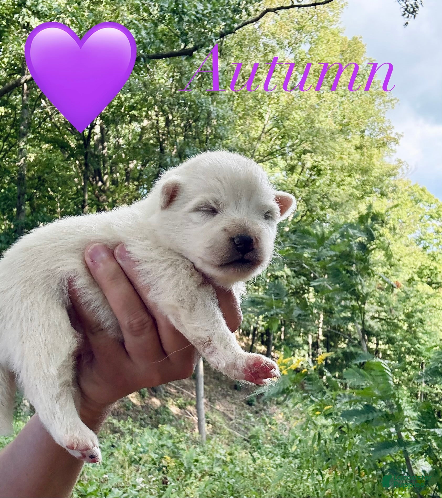 American Eskimo dogs Autumn - Ad 8