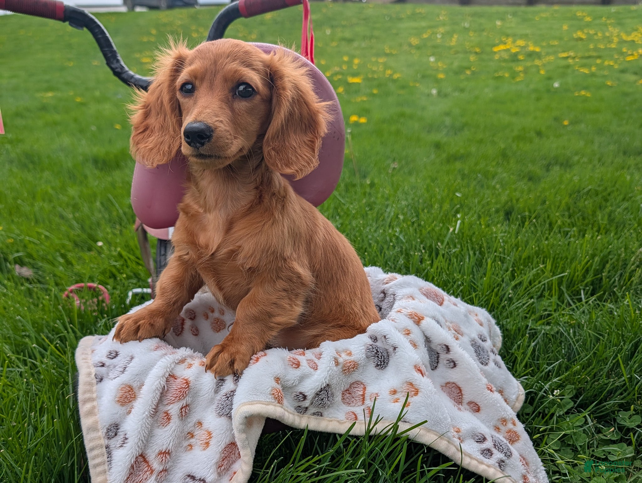 Miniature Dachshund dogs Quenton - Ad 1