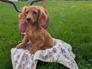 Miniature Dachshund dogs for sale: Quenton - Ad 4