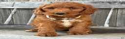 Irish Doodle dogs for sale: Juniper - Ad 12