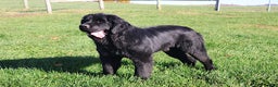 Newfoundland dogs for sale: Crystal - Ad 7