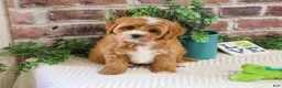 Cavapoo dogs for sale: Shamrock  - Ad 6
