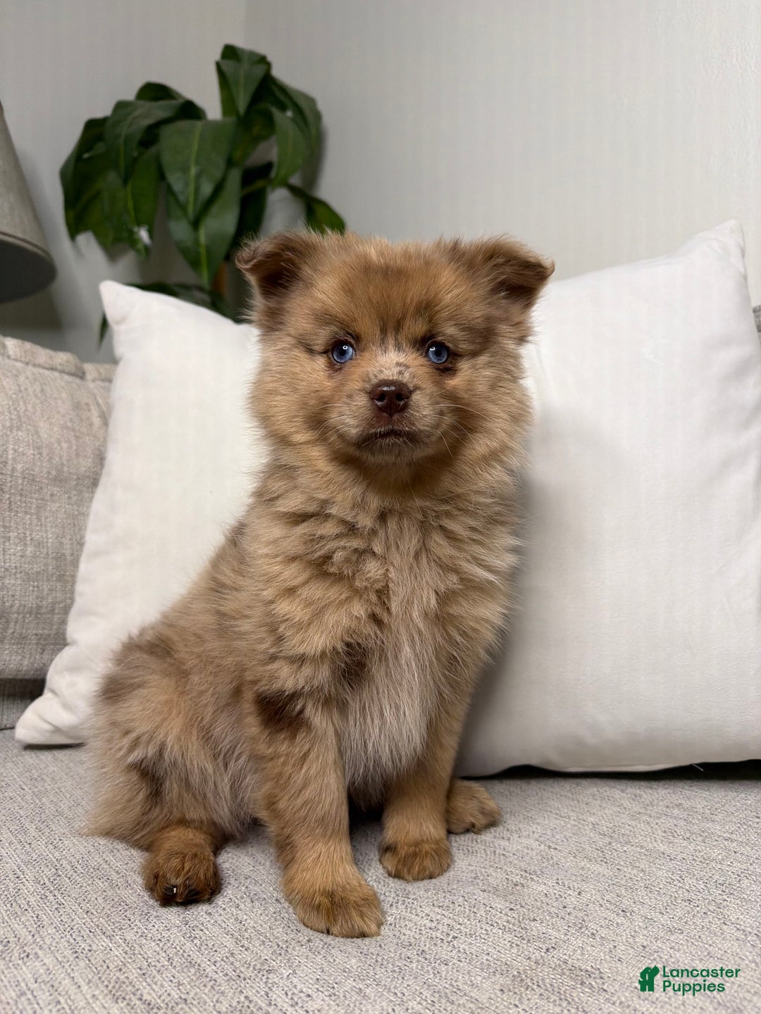 Pomsky dogs for sale: Remi - Ad 5