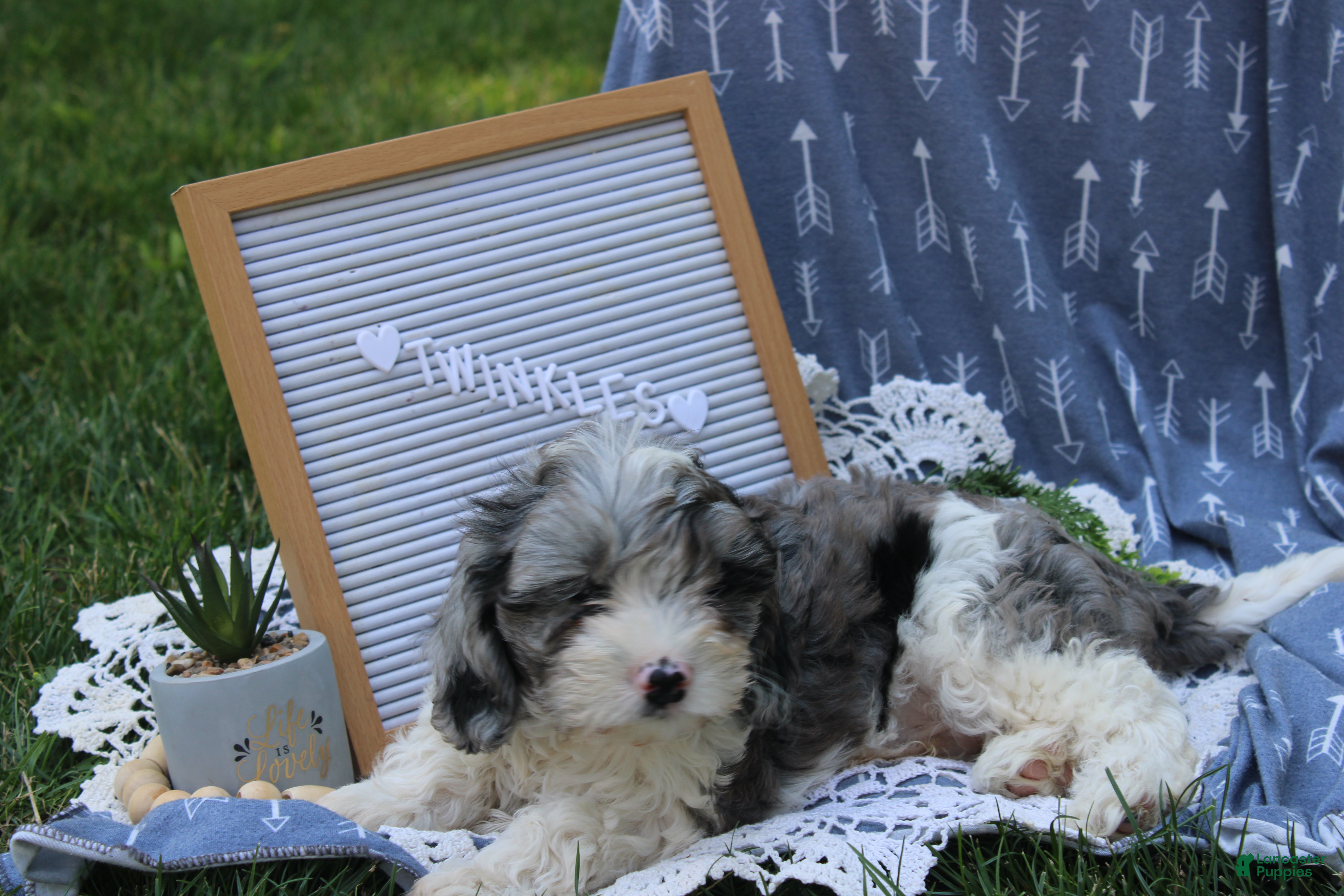 Cavapoo dogs Twinkles - Ad 1