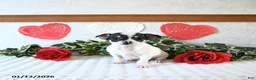 Chihuahua dogs for sale: Judson - Ad 3