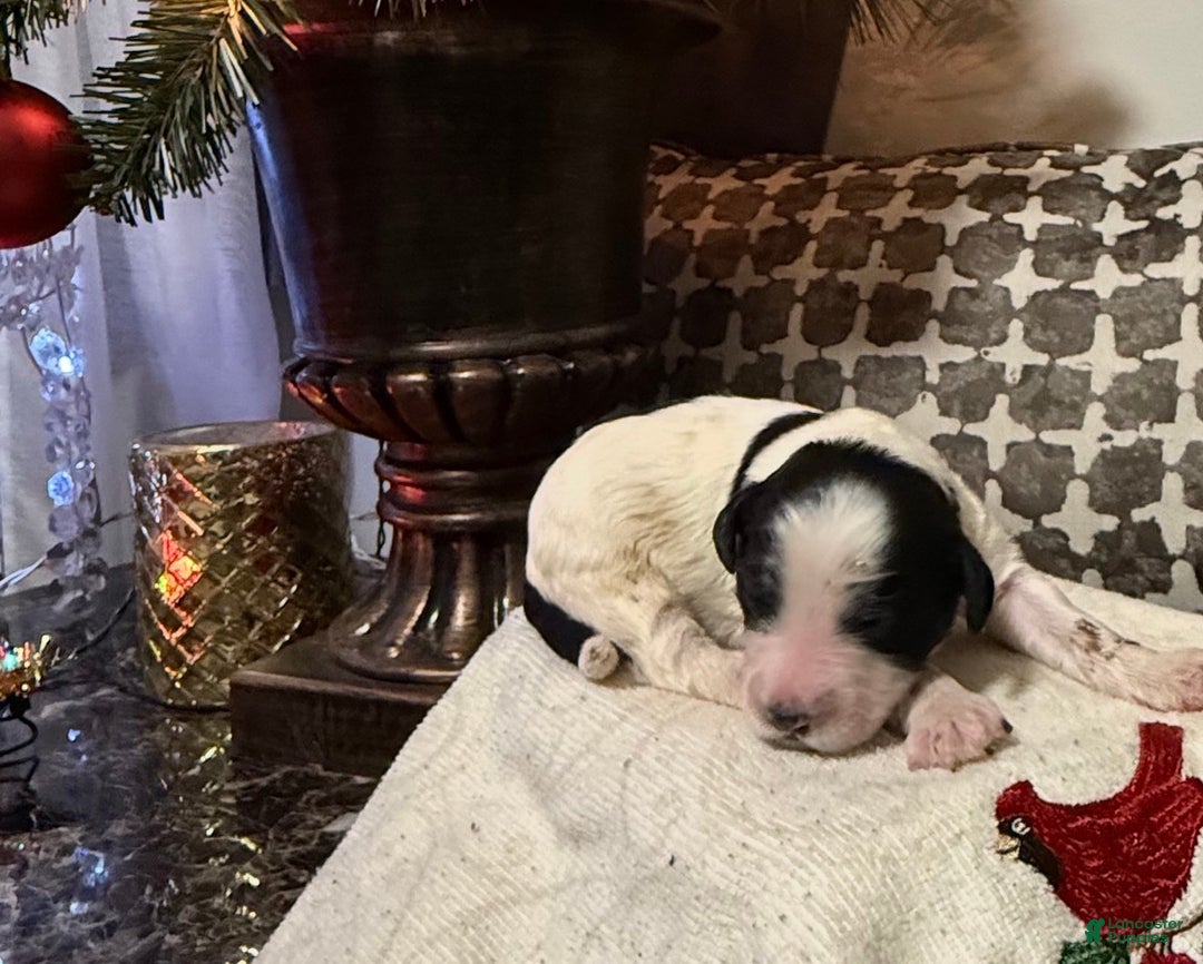 Mixed Breed dogs for sale: Lola - Ad 4