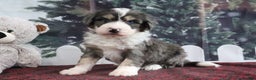Mini Bernedoodle dogs for sale: Tony - Ad 3