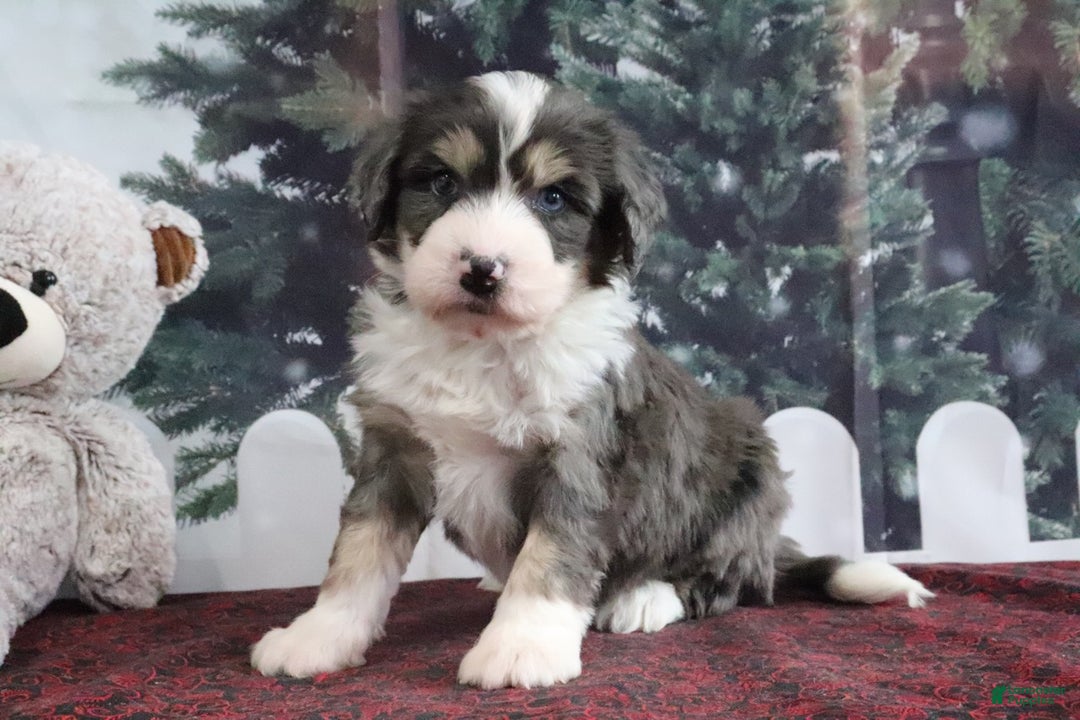 Mini Bernedoodle dogs for sale: Tony - Ad 3