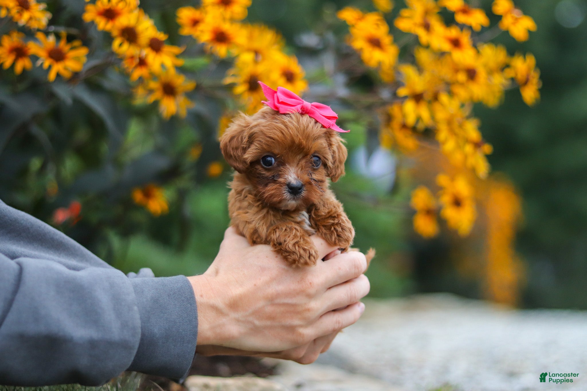 Cavapoo dogs Brielle - Ad 2