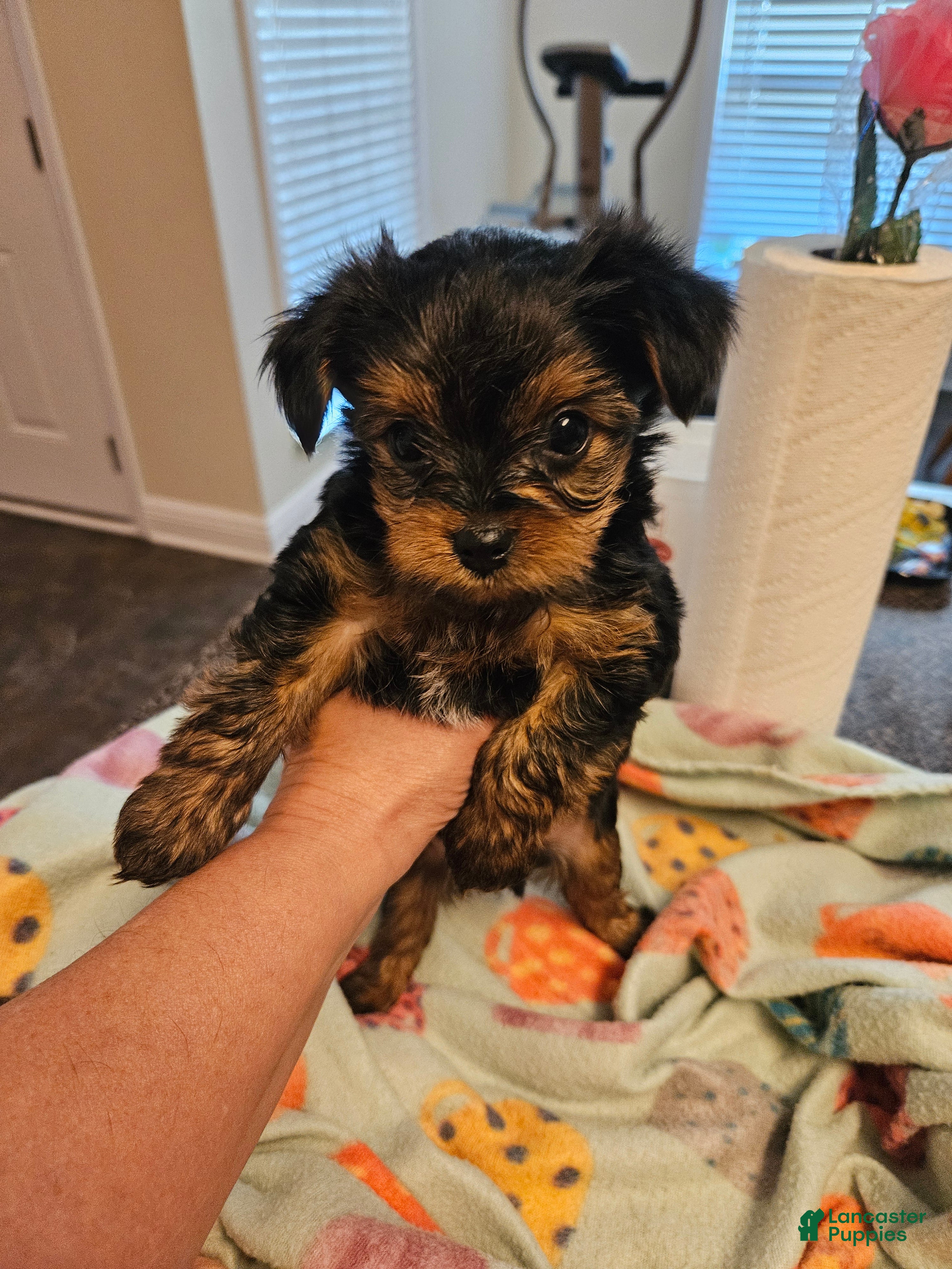 Yorkshire Terrier dogs Romeo - Ad 25