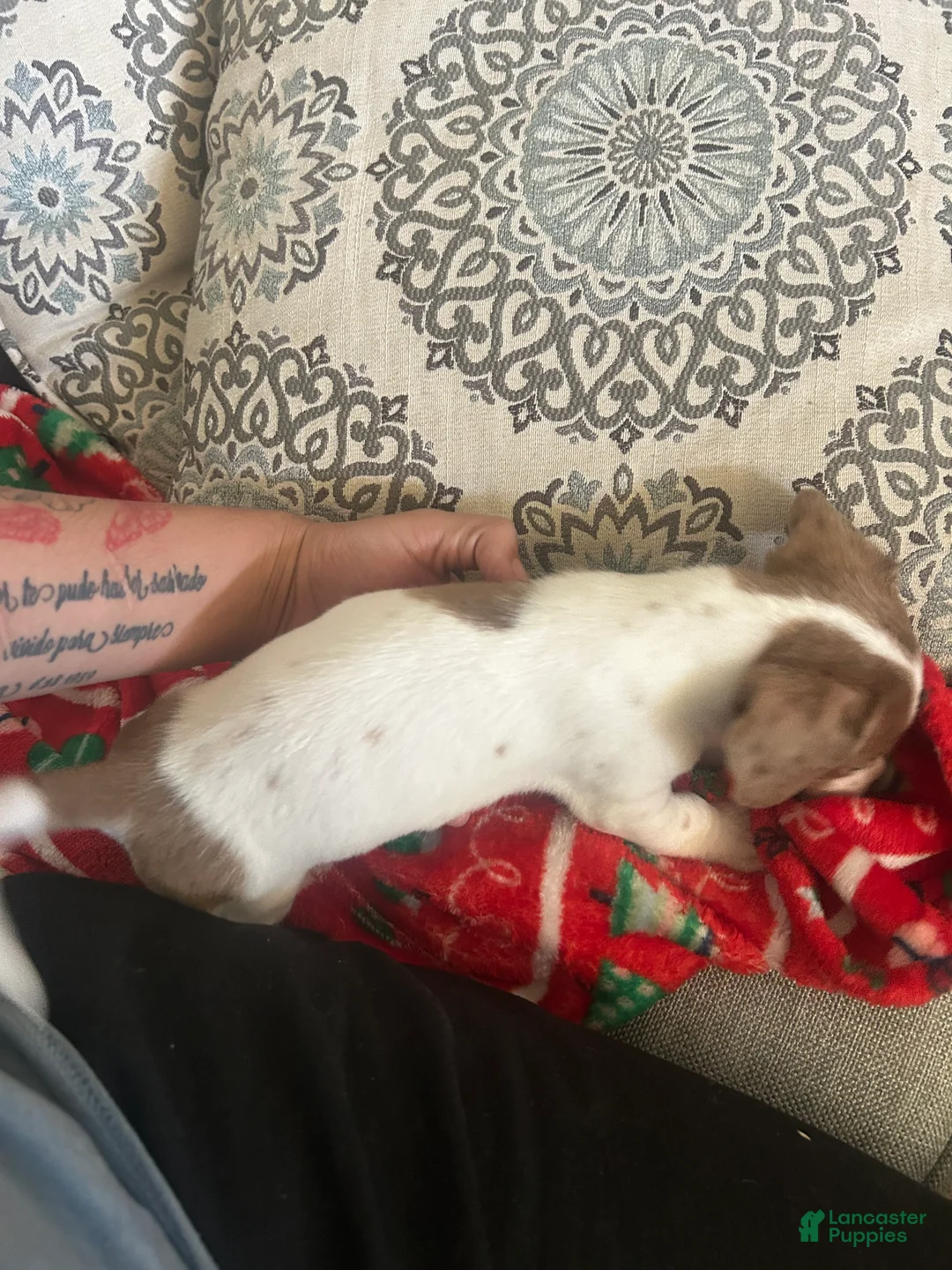 Miniature Dachshund dogs for sale: Miniature Dachshund Puppy 1 - Ad 2