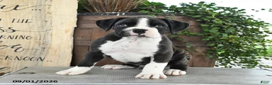 Rascal