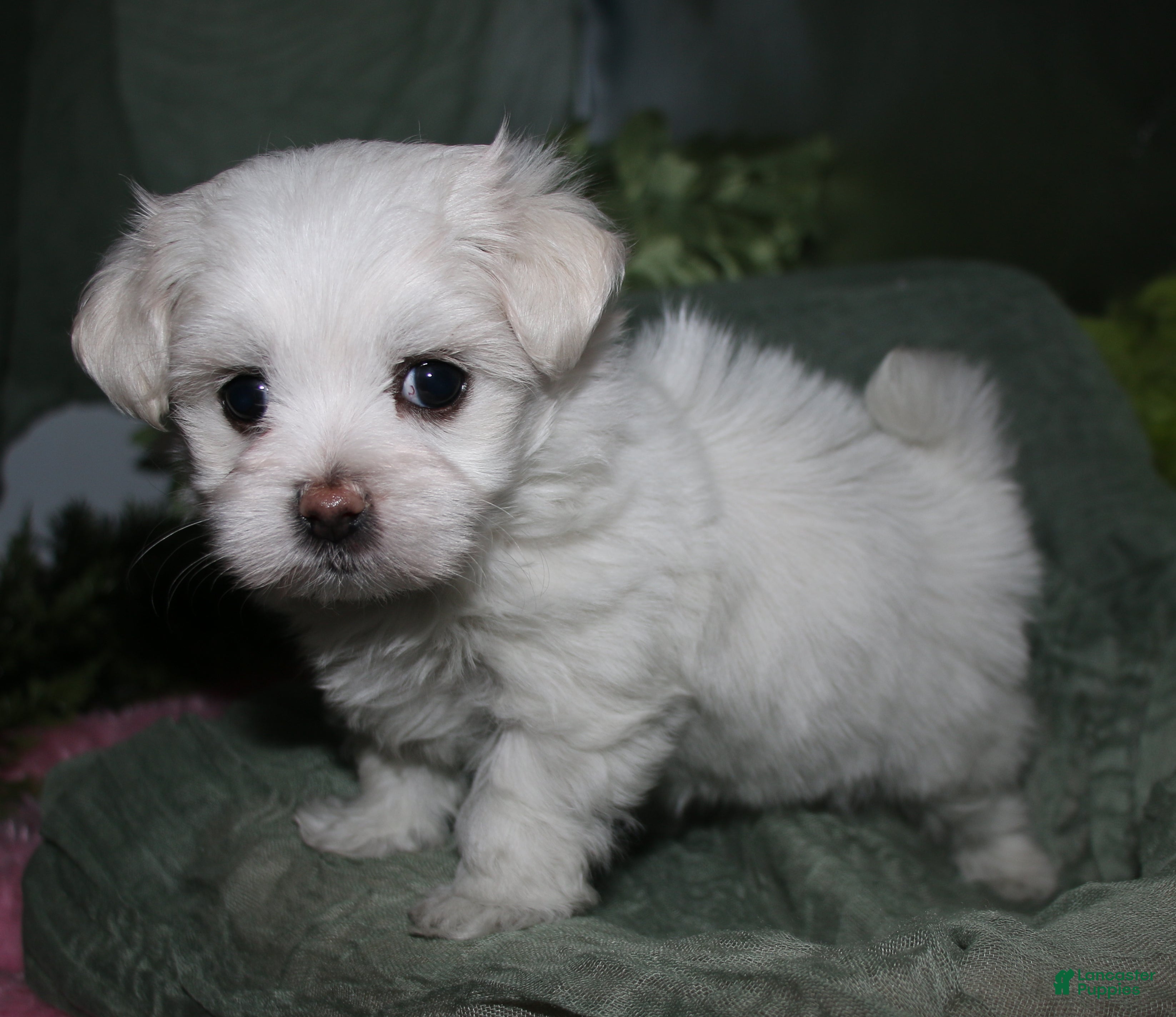 Maltese dogs Diva - Ad 1