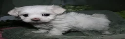 Maltese dogs for sale: Diva - Ad 1