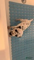 Dalmatian Puppy 10