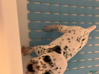 Dalmatian dogs Dalmatian Puppy 10 - Ad 7