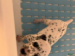 Dalmatian dogs Dalmatian Puppy 10 - Ad 6