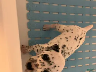 Dalmatian dogs Dalmatian Puppy 10 - Ad 4