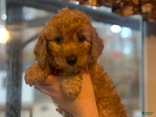 Mini Goldendoodle dogs - Ad 29