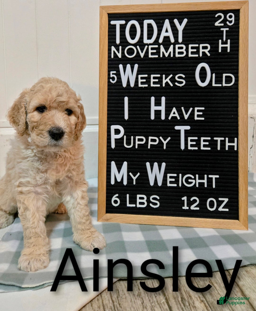 Mixed Breed dogs for sale: Ainsley  - Ad 1
