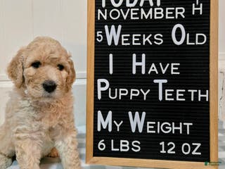 Mixed Breed dogs Ainsley - Ad 33