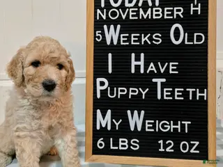 Mixed Breed dogs Ainsley - Ad 28