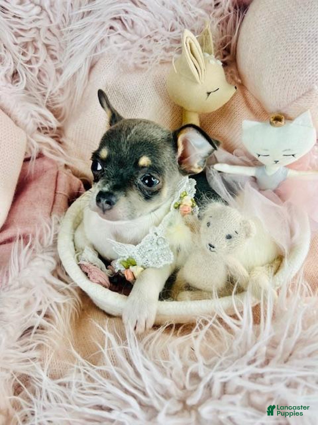 Chihuahua dogs for sale: Chihuahua Puppy 1 - Ad 1
