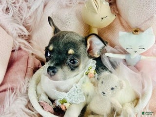 Chihuahua dogs Chihuahua Puppy 1 - Ad 32