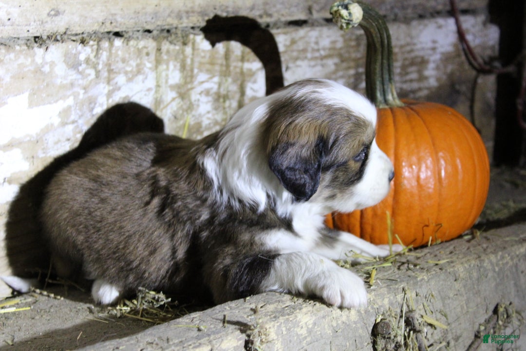 Mixed Breed dogs for sale: Tinsel - Ad 4