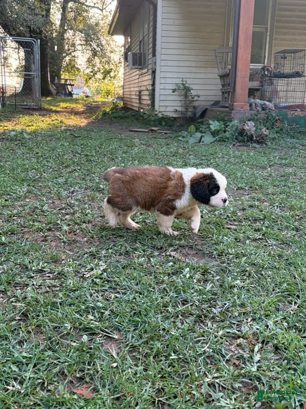 Saint Bernard dogs Holly Blue - Ad 30