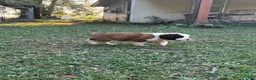 Saint Bernard dogs for sale: Holly Blue - Ad 1