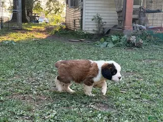 Saint Bernard dogs Holly Blue - Ad 30