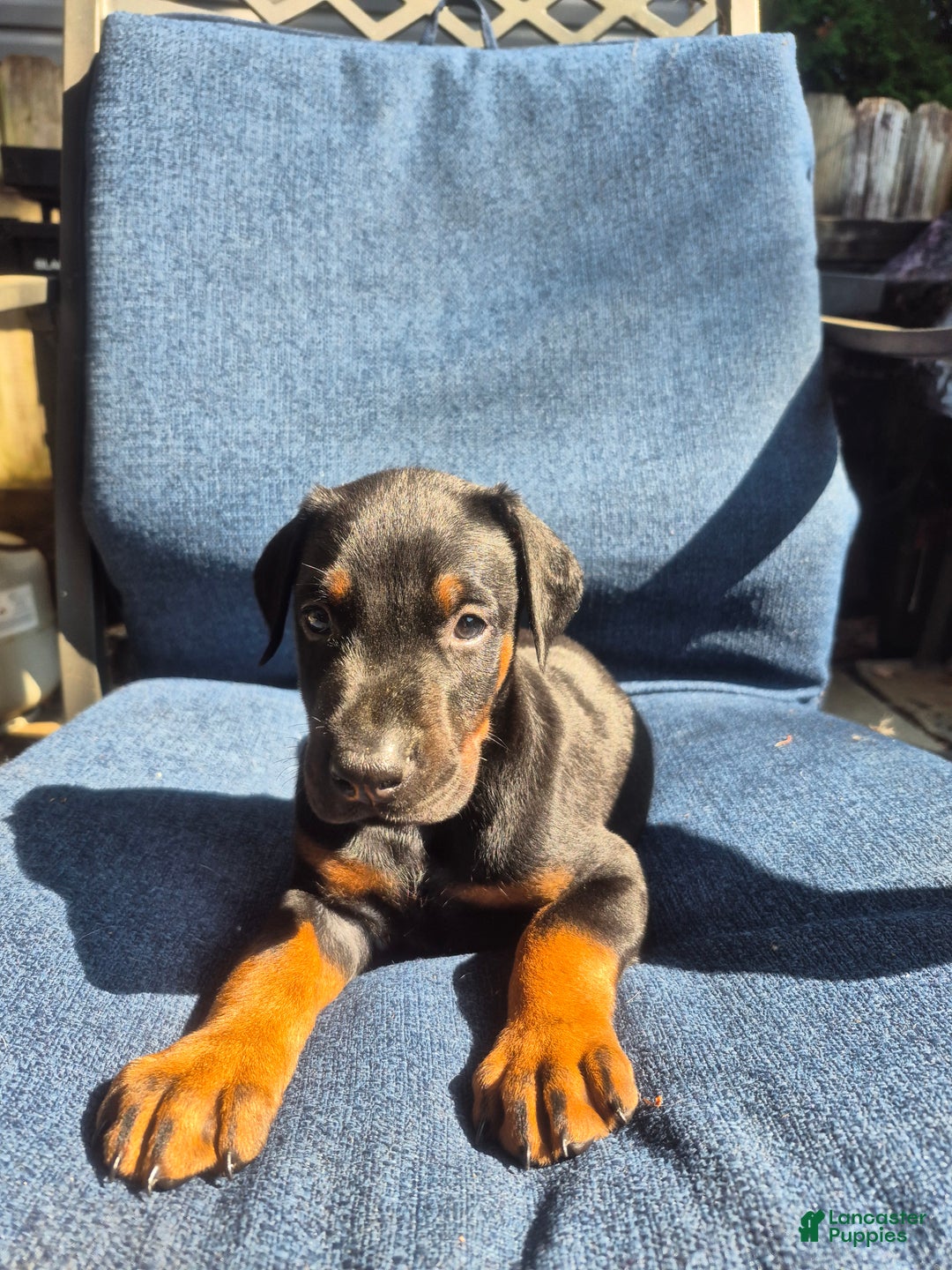 Doberman Pinscher dogs for sale: Pluto - Ad 8