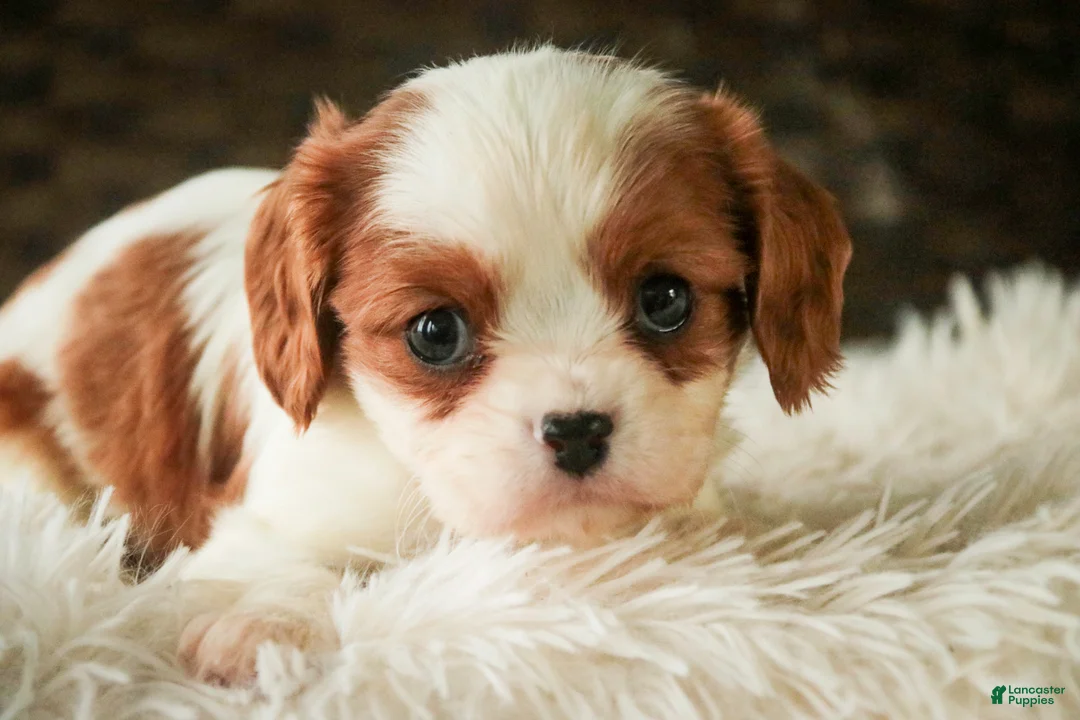 Cavalier King Charles Spaniel dogs for sale: Thyme - Ad 2