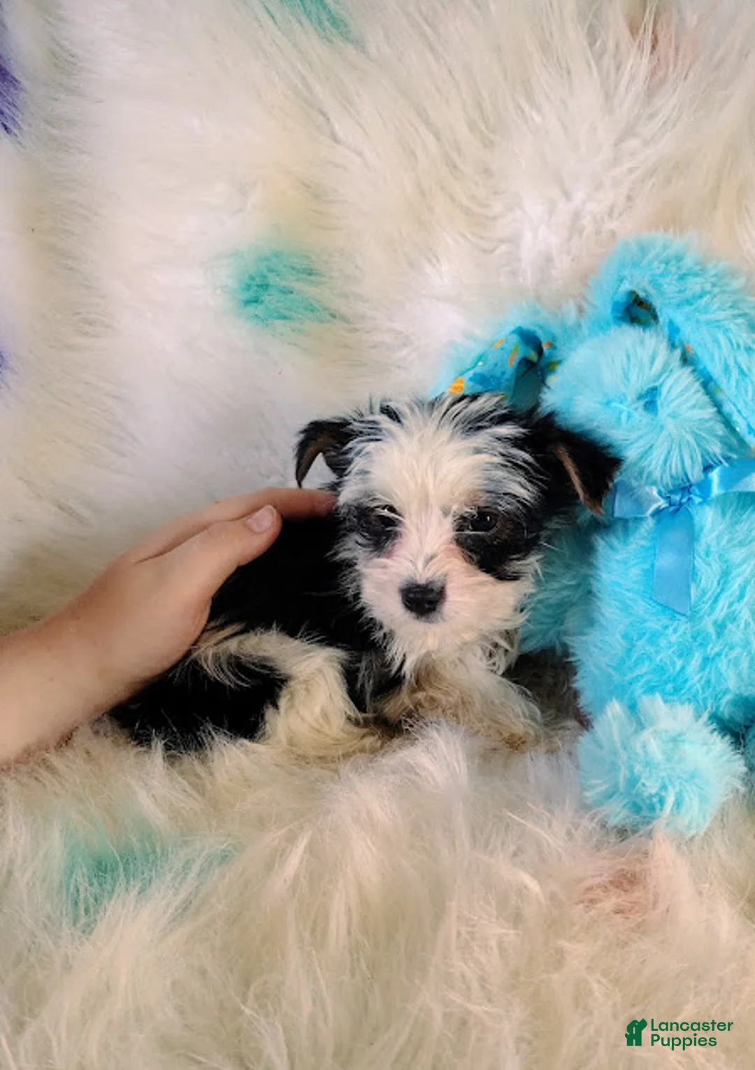 Yorkshire Terrier dogs for sale: Yorkshire Terrier Puppy 3 - Ad 2
