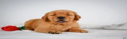 Golden Retriever dogs for sale: Romeo - Ad 5