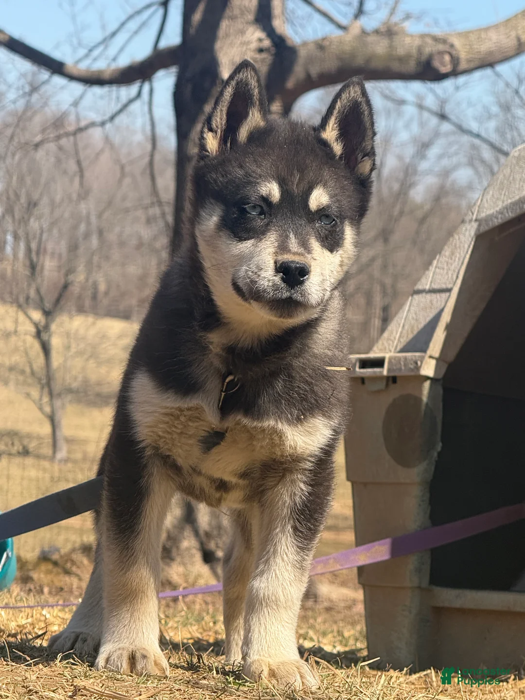 Siberian Husky dogs for sale: Bear - Ad 1