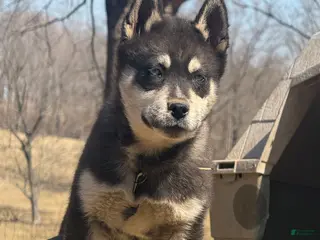 Siberian Husky dogs Bear - Ad 31