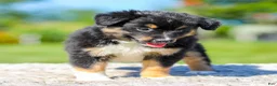 Miniature Australian Shepherd dogs for sale: Honda - Ad 7