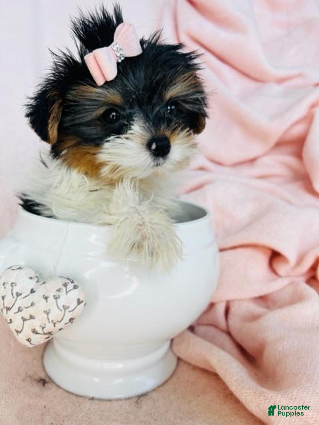 Yorkshire Terrier dogs for sale: Yorkshire Terrier Puppy 1 - Ad 1